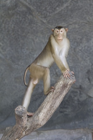 macaque on branch の写真素材