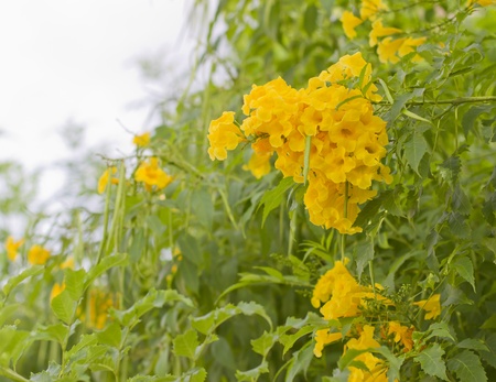 group of yellow bells