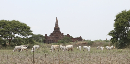 husbandry and pagoda at bagan,myanmarの写真素材