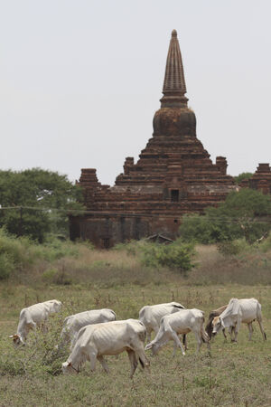 husbandry and pagoda at bagan,myanmarの写真素材