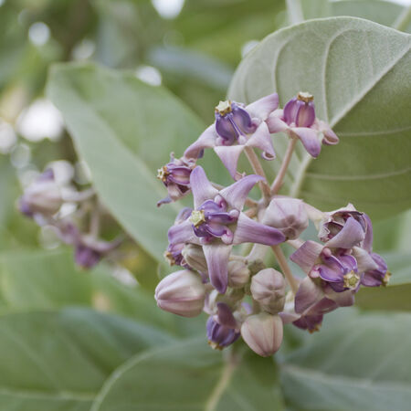 Crown Flowerの写真素材