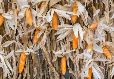 fresh corn backgroundの写真素材