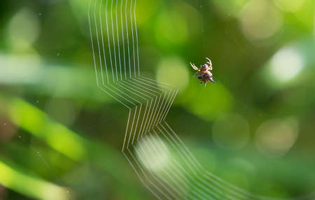 spider on web over green background