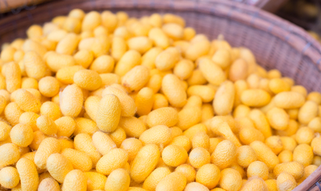 Group of silkworm cocoons in rattan basketの写真素材