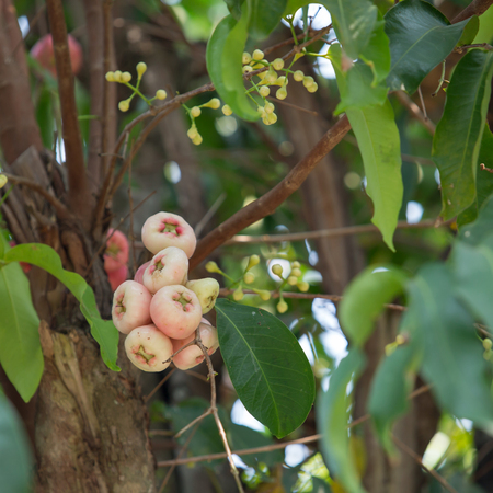 Pomerac or Malay Apple growing on treeの写真素材