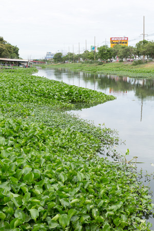 PATHUMTHANI THAILAND-MAY 21:water hyacinth in Rangsit canal on May 21,2016 at Rangsit canal in Pathumthani Thailandのeditorial素材