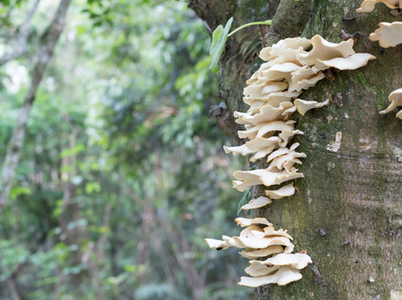 mushrooms on a tree in a forestの写真素材