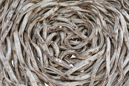 Close up of dry vine on white backgroundの写真素材