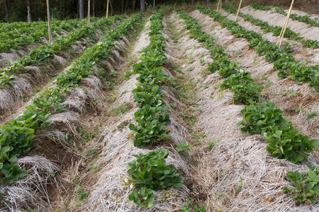fresh organic strawberries growing on the vineの写真素材
