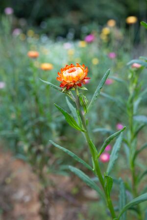 blooming colorful flower background, selective focusの写真素材