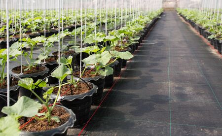 Organic melon plant in green houseの写真素材