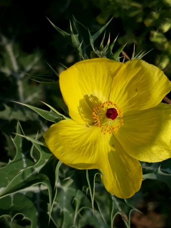 Yellow flowers with leafsの素材