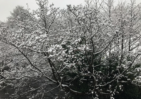 Snow on a river treeの写真素材