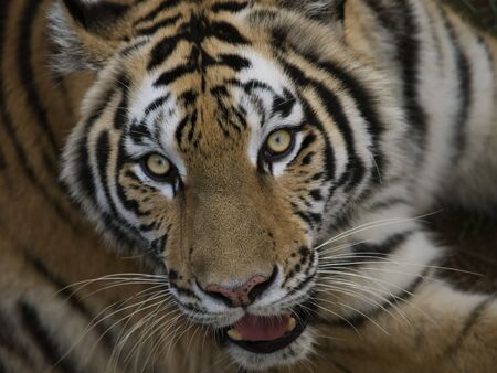 A Tiger Looking Back at Youの写真素材