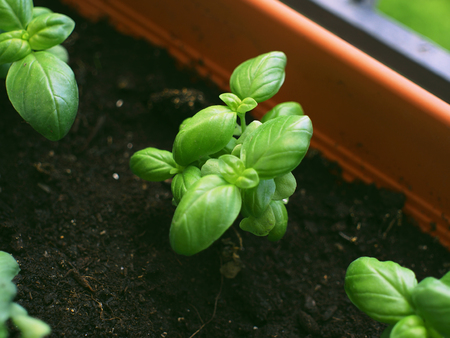 Closeup of Italian Basil plant in the middle of a garden potの写真素材