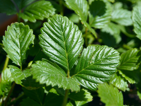 Strawberry plant growing in a garden outdoors, leaves closeup