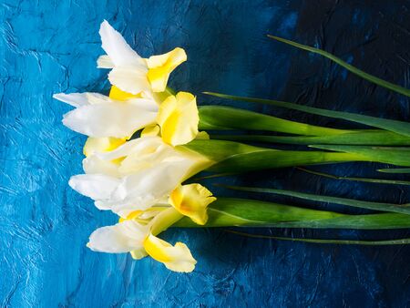 White and yellow iris on dark blue background, copy space
