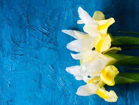 White and yellow iris on dark blue background, copy space