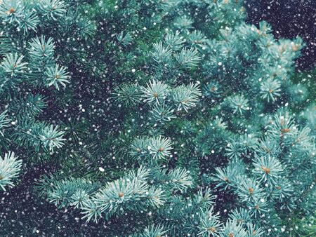 Snow fall in winter forest. Christmas new year magic. Blue spruce fir tree branches detail.の写真素材
