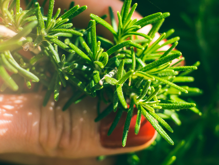 Home garden growing rosemary herb outdoors. Spring summer nature macro shot. Woman's hand holding sproutsの写真素材