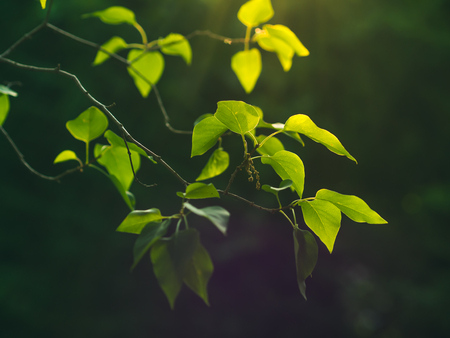 Nature background with green branches at sunset golden hour
