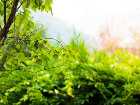 Nature background with green branches and leaves