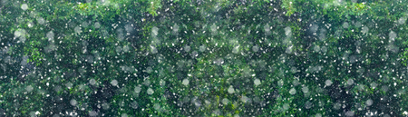 Snow fall in winter forest. Christmas new year magic. Trees branches detail long banner