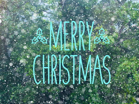 Snow fall in winter forest. Christmas new year magic. Fir tree green branches detail.の写真素材