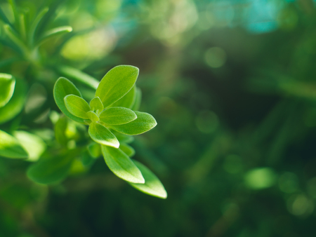 Marjoram herb plant macro shot. Plant growing outdoors in home garden