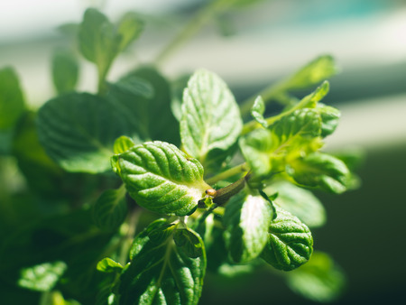 Mint herb plant macro shot. Plant growing outdoors in home garden