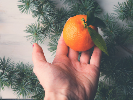 Tangerine in a woman's hand over background with spruce branchesの写真素材