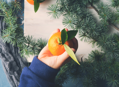 Tangerine in a kid's hand over background with spruce branchesの写真素材