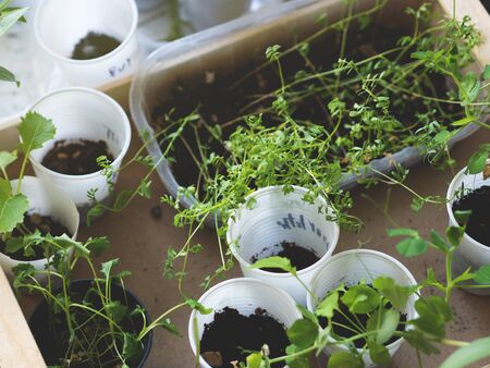 Home grown buds in the plastic containersの写真素材