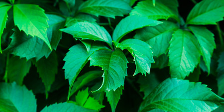 Virginia creeper leaves closeup background. Canadian ivy plantの写真素材