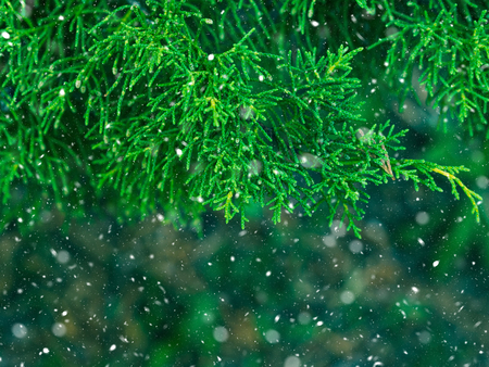 Green fir tree winter christmas background. Branches texture. Forest nature. Snow fall flakes