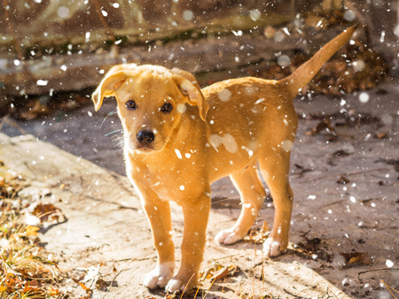 Golden cute mestizo puppy playing in autumn garden with leaves. Adorable Dog looking at us. Natural lightの写真素材