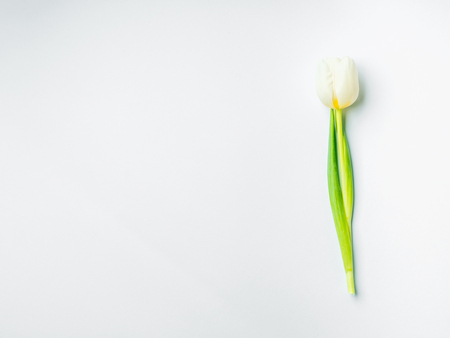 Minimal womans day greeting card on white with tulipの写真素材