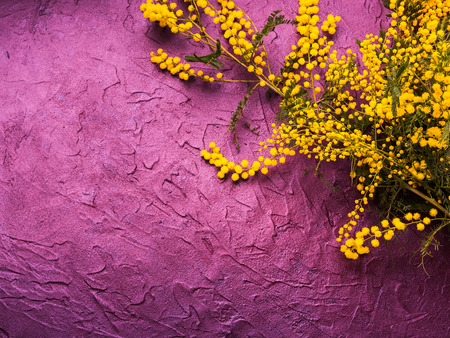 Dark purple textured background with mimosa. Copy space greeting card for Womans dayの写真素材