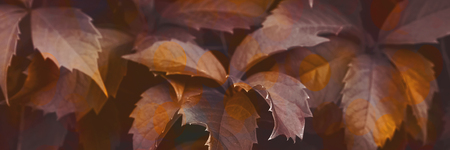 Gray foliage with golden bokeh trendy background