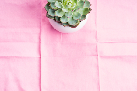 Succulent plant in white pot on pastel pink table cloth background. Flat lay copy space. Echeveria chihuahuensisの写真素材