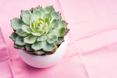 Succulent plant in white pot on pastel pink table cloth background. Flat lay copy space. Echeveria chihuahuensisの写真素材