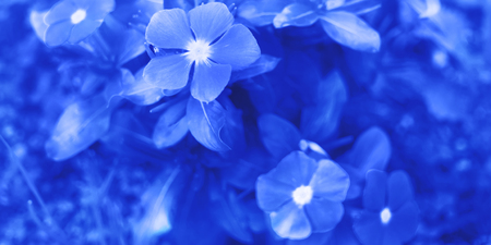 Blue flowers closeup. Modern floral background bannerの写真素材
