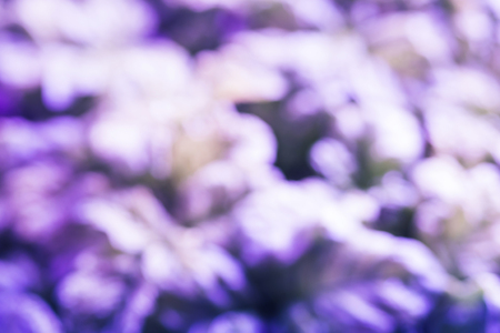 Abstract blurred natural purple background. Design backdropの写真素材