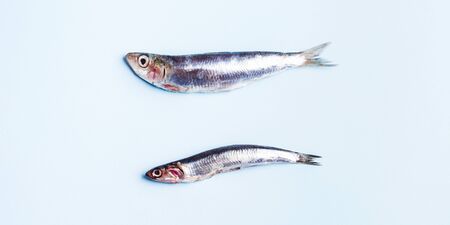 Two fresh anchovies, big ans small, on light blue background.