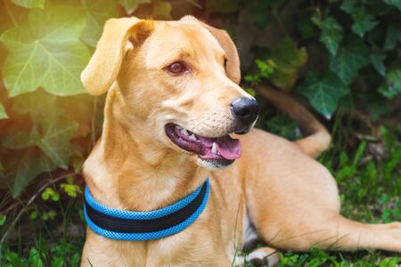 Cute golden dog resting in a garden on the ground in the middle of the leaves and grass. Dog wearing...