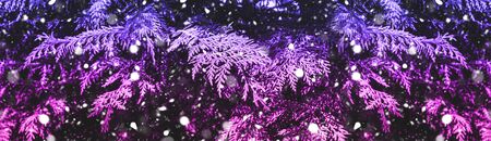 Snow fall in winter forest christmas banner background. Trendy purple and pink gradient.の写真素材