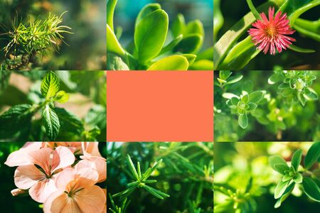 Macro detail of plants, herbs and flowers growing outdoors in home garden. Collage with copy space in orange coral.の写真素材