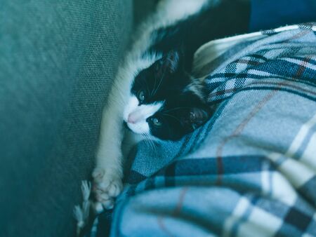 Cute white and black kitten having rest on sofaの写真素材