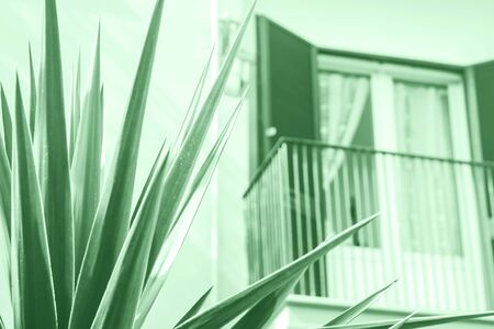 Palm succulent plant growing in the city. Mint green color of 2020の写真素材