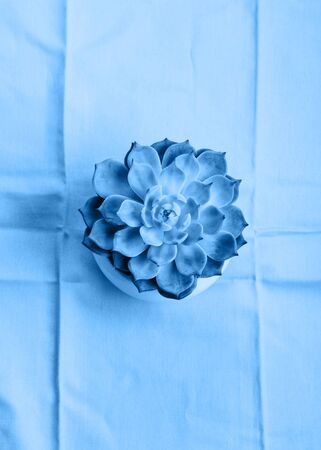 Succulent plant on cloth. Classic blue color of 2020. Echeveria chihuahuensisの写真素材